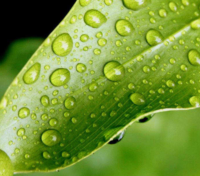 green leaf and rain